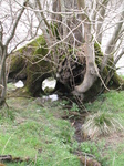 SX22049 Stream flowing through tree trunk.jpg
